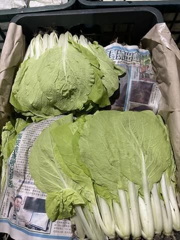 蚵白菜